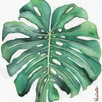 Monstera