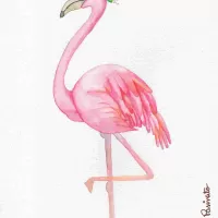 Flamingo