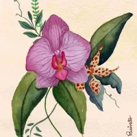 Orquídeas 