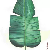 Palmacea