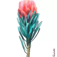 Protea 2