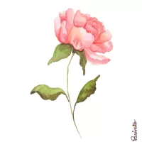 Rosa delicada
