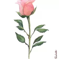 Rosa rosa