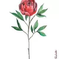 Rosa vermelha