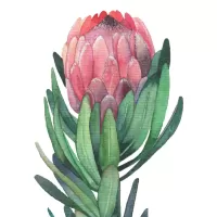 Protea